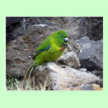 Antipodes Island Parakeet postcards