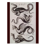 Antique 18th Century Dragon Engraving Post Card
