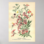 Antique 19th century colour flowers litho print