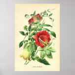 Antique 19th century colour flowers litho posters