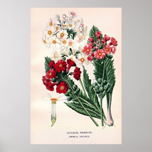 Antique 19th century colour flowers litho poster
