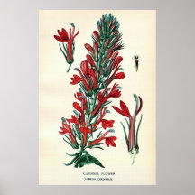Antique 19th century colour flowers litho posters