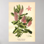 Antique 19th century colour flowers litho