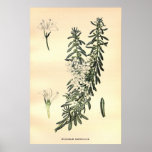 Antique 19th century colour flowers litho print