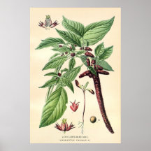 Antique 19th century colour flowers litho poster