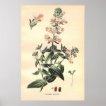 Antique 19th century colour flowers litho poster