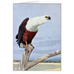 Antique African Fish Eagle Print Greeting Cards