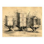 Antique Beekeeping Beehives Print Post Cards