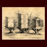 Antique Beekeeping Beehives Print postcards