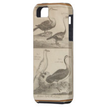 antique bird engraving iPhone 5 cover