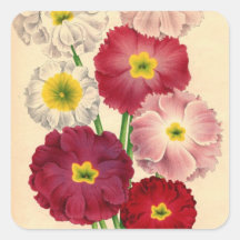 Antique Botanical Primroses Print Stickers