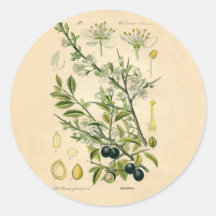 Antique Botanical Print - Blackthorn Sticker