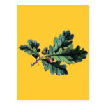 Antique Botanical Print Oak Leaves & Acorns Post Card