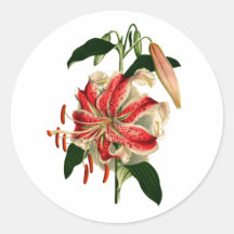 Antique Botanicals Pink and White Lily Round Sticker