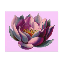 Antique Botanicals Pink Water Lily Lotus Postcard