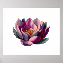 Antique Botanicals Pink Water Lily Lotus Posters