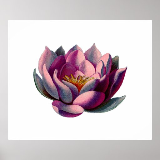 Antique Botanicals Pink Water Lily Lotus Posters