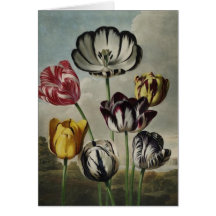 Antique botanicals tulips on notecards