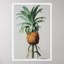 Antique Drawing Ananas Comosus Print