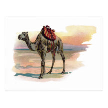 Antique Dromedary Camel Illustration Postcards