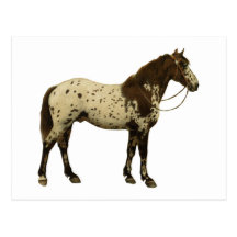 Antique Horses - Appaloosa Post Cards