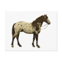 Antique Horses - Appaloosa