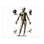 Antique Human Anatomy Anatomical Print Post Card