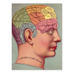 antique Mind Brain Map Phrenology head Postcard