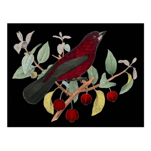 Antique Natural History Bird Print Red Finch Postcards