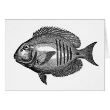 Antique Natural History Fish Engraving Greeting Cards