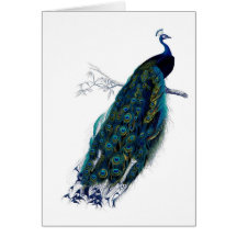 Antique Natural History Print Peacock Greeting Cards