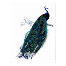Antique Natural History Print Peacock Post Cards
