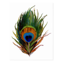 Antique Peacock Feather Postcard