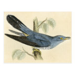 Antique Print of a Common Cuckoo Postcards