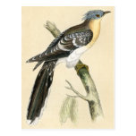 Antique Print of a Great Spotted Cuckoo Postcard