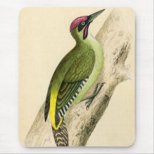Antique Print of a Green Woodpecker Mouse Pad