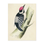 Antique Print of a Lesser Spotted Woodpecker Post Card