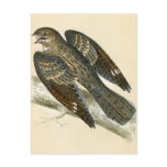 Antique Print of a Nightjar