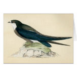 Antique Print of a Spine Tailed Swallow