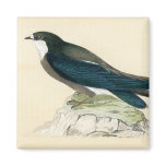 Antique Print of a Spine Tailed Swallow