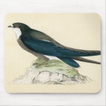 Antique Print of a Spine Tailed Swallow
