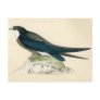 Antique Print of a Spine Tailed Swallow