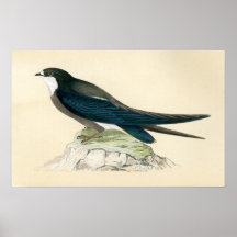 Antique Print of a Spine Tailed Swallow