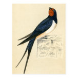Antique Print of a Swallow Post Card