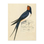 Antique Print of a Swallow