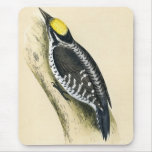 Antique Print of a Three Toed Woodpecker Mouse Mats