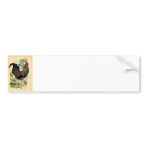 Antique Print Vintage Rooster Cockerel Bumper Sticker