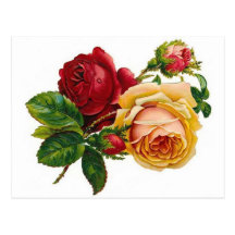 Antique Roses - Postcard