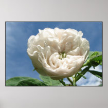 Antique White Rose