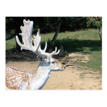 Antlers Postcard